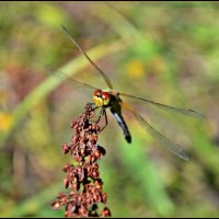 Высоко сижу на тебя гляжу. :: Ната57 Наталья Мамедова
