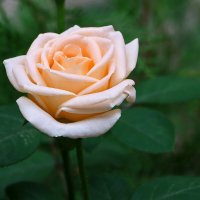 *** :: Светлана 