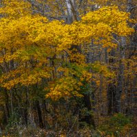 *** :: Игорь Протасов