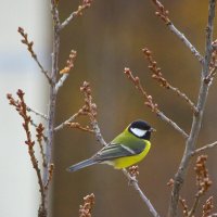 Ждёт своей очереди... :: Юрий Куликов