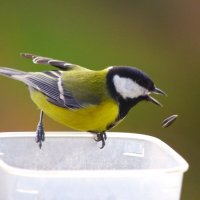 "Куда-же от меня !" :: Юрий Куликов