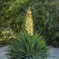 Юкка :: Анатолий Чикчирный