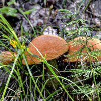 :) Только за грибами ... :: Alexandеr P