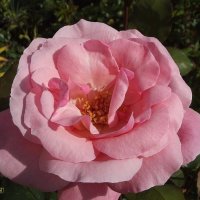 Роза :: Freddy 97