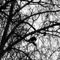 Найди птичку :: Валерий Кролик