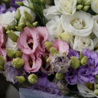 Эустома :: Алёна Савина