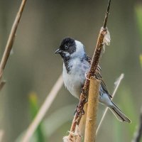 Овсянка тростниковая. :: Nik Lovec