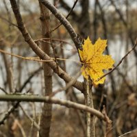 Лист осенний,  до земли не долетевший... :: Olga Oskolkova