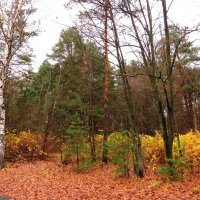 Пасмурная осень :: Андрей Снегерёв