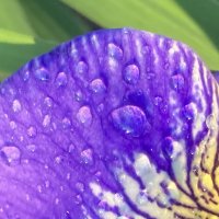 Лепесток :: Ольга Савельева 