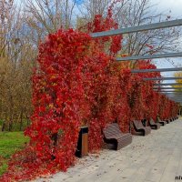 Октябрь в ростовском зоопарке :: Нина Бутко Октябрь в ростовском зоопарке :: Нина Бутко