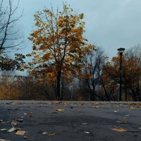 Золотое дерево каштана в пасмурную погоду. Осенью. :: Ann 