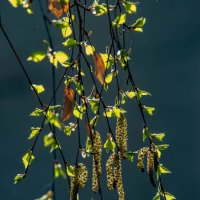 Весеннее :: Владимир Иванович