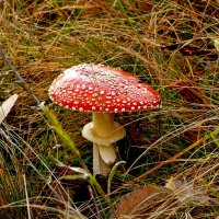 природа 30 октября 3 :: Александр Прокудин