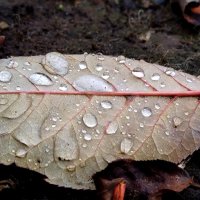 Слезы осени... :: светлана льдокова