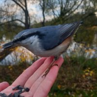 Поползень :: Сапсан 