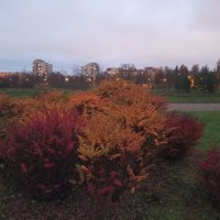 Осень :: Сапсан 