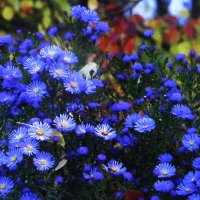 Осенняя красота :: Людмила Смородинская