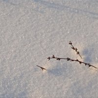 Зимние веточки :: dindin 