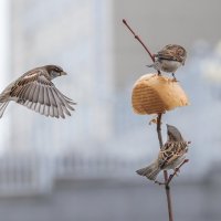 из жизни воробьев . :: юрий макаров