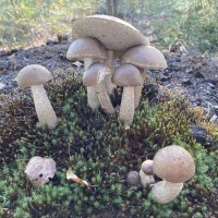 Дружная семейка :: Ольга Савельева 