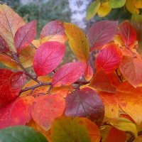 В октябре :: Елена Семигина