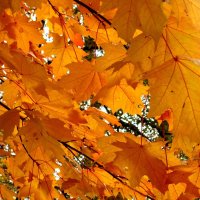 В золотую осень октября :: Елена Семигина