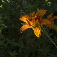 Лилейник :: Валентин Семчишин