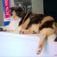 Кошка Варя продолжает успешно собирать донаты на рабочем месте..:-) :: Андрей Заломленков