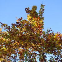 Побережье лесного озера :: Рита Симонова