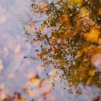 Осеннее отражение :: Галина Ложечникова