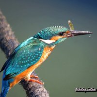 Обыкновенный зимородок с уловом)) :: Николай Волков