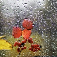 Осень на окне :: sorovey Sol