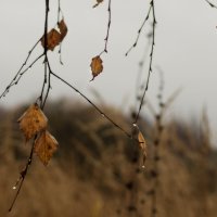 Последние :: sorovey Sol