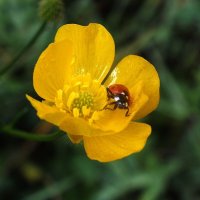 ** :: Зоя Мишина ** :: Зоя Мишина