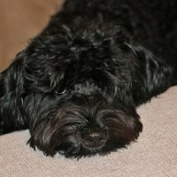 Туча отдыхает от трудов праведных :: Светлана 