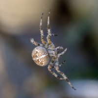 Ещё свет льётся из небес... :: Валерий Басыров