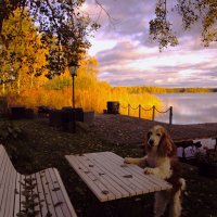 Теперь моя очередь ждать... :: liudmila drake