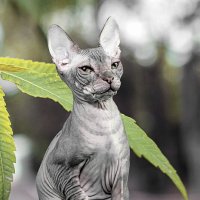 Донской сфинкс :: Светлана Ищенко