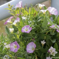 Вьюнок полевой :: Светлана Ищенко Вьюнок полевой :: Светлана Ищенко