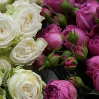 Розы :: Алёна Савина