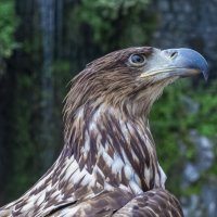 Гордый, как весь Кавказ. :: Евгений Голубев