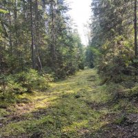 Лесная дорога :: Игорь Ч.