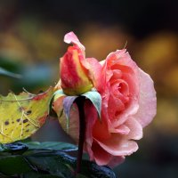 30 октября :: Михаил Бибичков