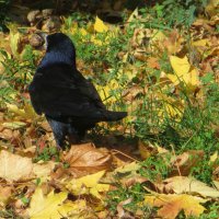 Грач с орехом :: Татьяна Львова