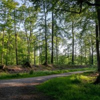 По лесопарку... :: Николай Гирш По лесопарку... :: Николай Гирш