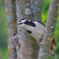 разведка... :: Andrey Bragin 