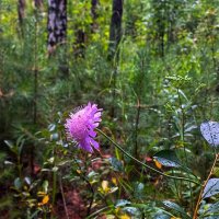 В объятьях сладкой тишины :: Hope 