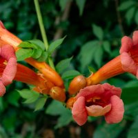 Про кампсис... :: Николай Гирш