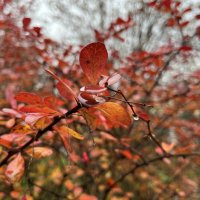 ***дождь прошел...*** :: Olga Oskolkova